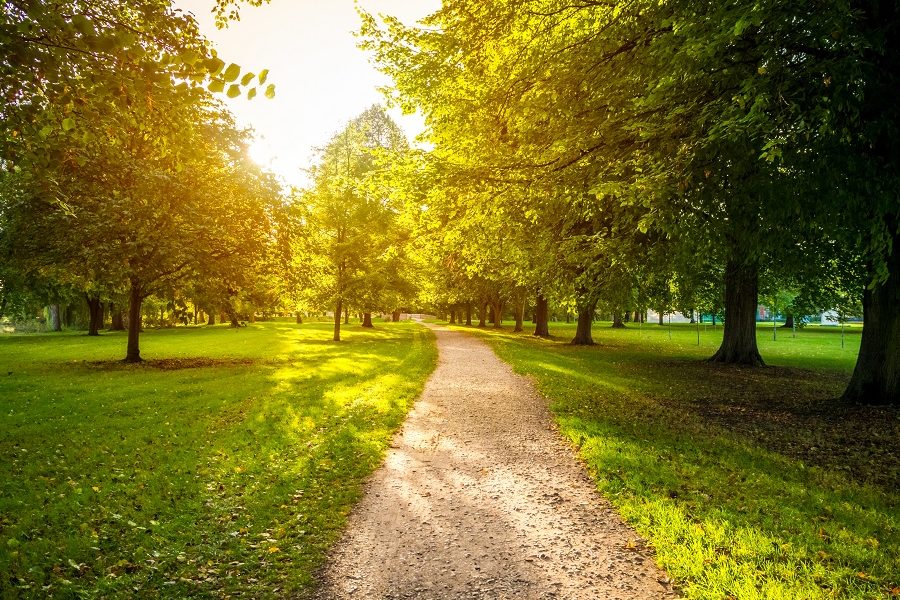 A narrow road in a green grassy field surrounded by green trees with the bright sun in the background